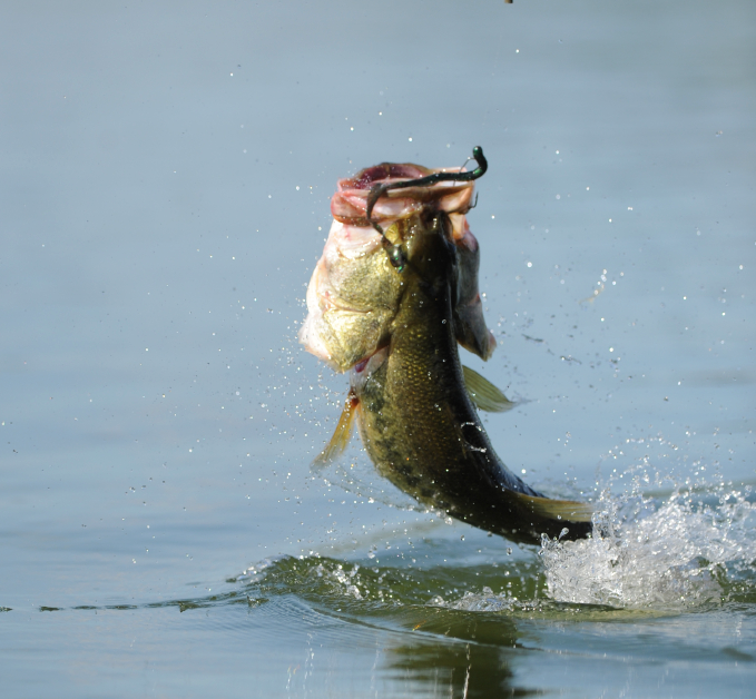 Topwater Bass Fishing Blowups Series 11 - Sixty Big Bass Strikes –  FishingMobile