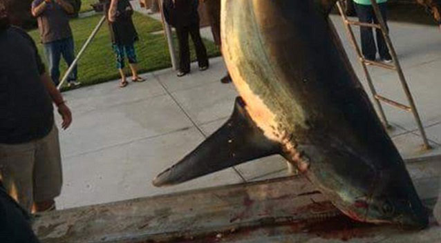 It was a giant thresher shark. Source: Facebook/John Lish