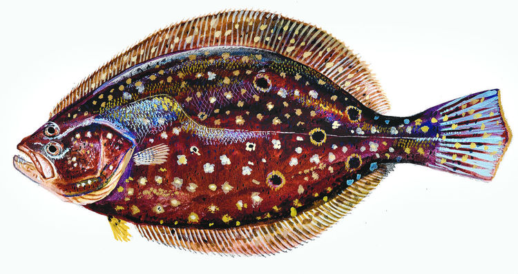 Summer flounder, Illustration courtesy of Duane Raver