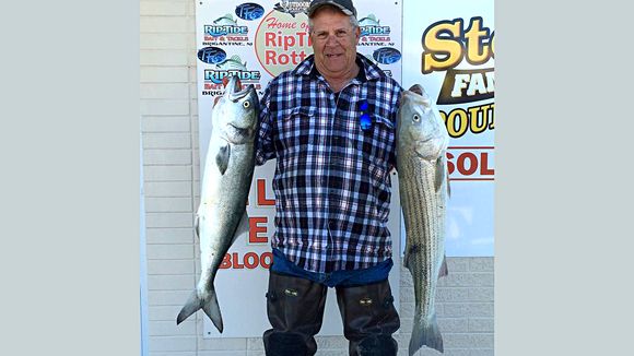 The Brigantine surf continues to produce as Al Jones shows off two nice fish he caught this week. (Photo: RipTide Bait and Tackle, Brigantine NJ)