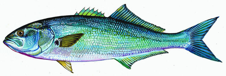 Bluefish | Illustration courtesy of Duane Raver 