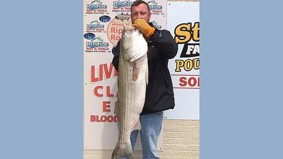 Captain John of Babu Charters in Brigantine put William Sperling on a beautiful 47 inch 35.6 pound striper using a Mojo rig. If you want to get onto the water you can call Capt. John at 410-320-9351 and book your trip. There are some huge schools of bass 
