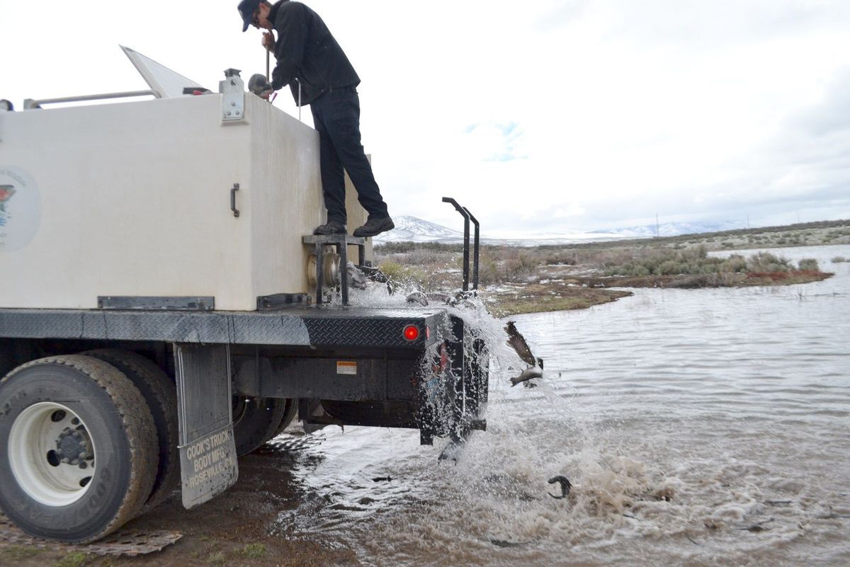 Nick McConnell, from Nevada Department fo Wildlife’s Gallagher Fish Hatchery, stocks fish into Zunino Reservoir on April 15. NDOW stocked approximately 2,000 fish that day including some larger fish from surplus brood stock. This is the first time in a de