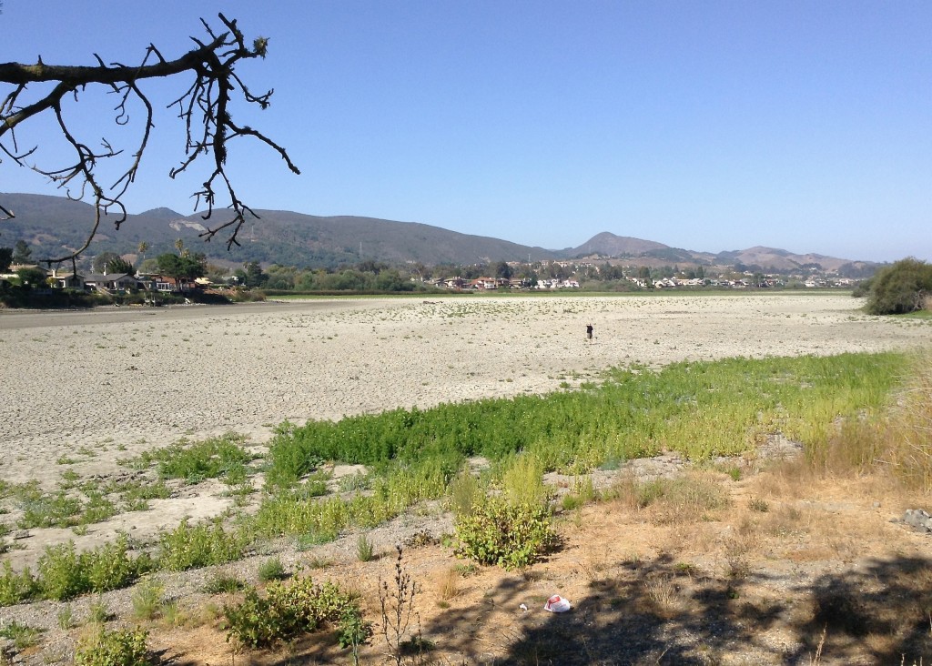 A dried-up Laguna Lake in San Luis Obispo, California, in September 2014, after several years of severe drought. Joyce Cory/Creative Commons
