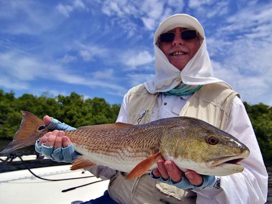 United Kingdom angler Geoff Seed was the beneficiary of a lot of chumming with small, summertime shrimp that attracted snapper, sheepshead, and finally this nice redfish to the Matlacha mangroves he was fishing with Wildfly Charters Capt. Gregg McKee. 