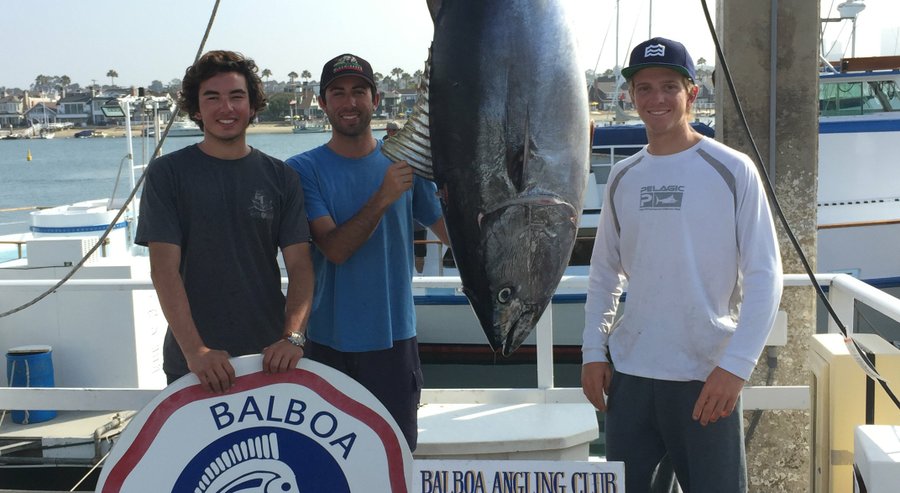 From left: Joseph Aunders, Zach Zorn and Seth DuBois show off a 240.2-pound bluefin tuna Monday at Balboa Angling Club at Newport Marina in Newport Beach. They hooked into the fish 50 miles west of San Diego and fought it for eight and a half hours