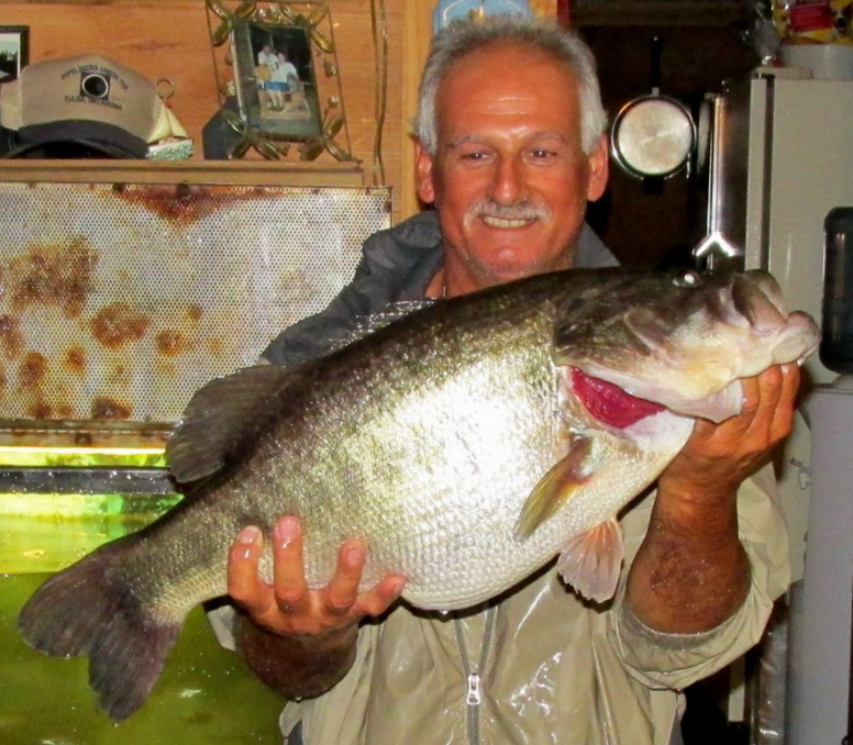Roy Euper of Lufkin holds a 13.2-pound largemouth bass he caught Nov. 2 from Sam Rayburn Reservoir. The fish is the 564th 13-pound or heavier largemouth donated to Texas&#039; ShareLunker program. Photo Source: Picasa
