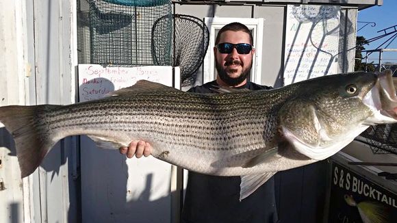 Chris DeVito was drifting eels down the I.C.W. and latched on to the fight of his life. Almost 38 pounds of muscle. Looks like at least some of the cows are taking the inland route south. (Photo: Absecon Bay Sportsman Center www.abseconbay.com)Chris DeVit