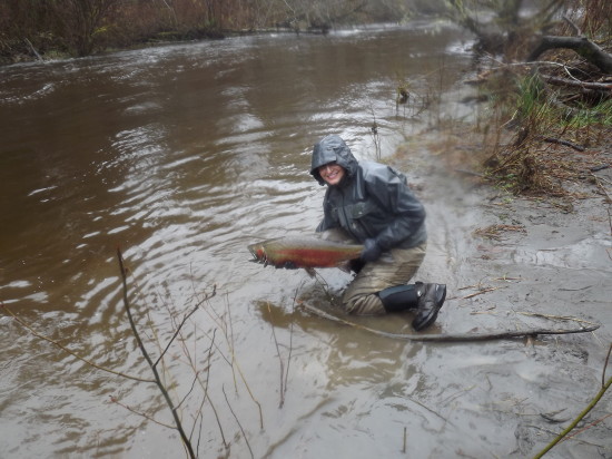 The trend of big steelhead, like this one caught by Lewis, will continue at Cook Creek. Though the base stock used is a smaller strain, Quinault River winter-runs have contributed their genes, resulting in larger fish returning to the facility, which, due to harmful past logging, produces salmonids for tribal fisheries. (JEFF HOLMES) 